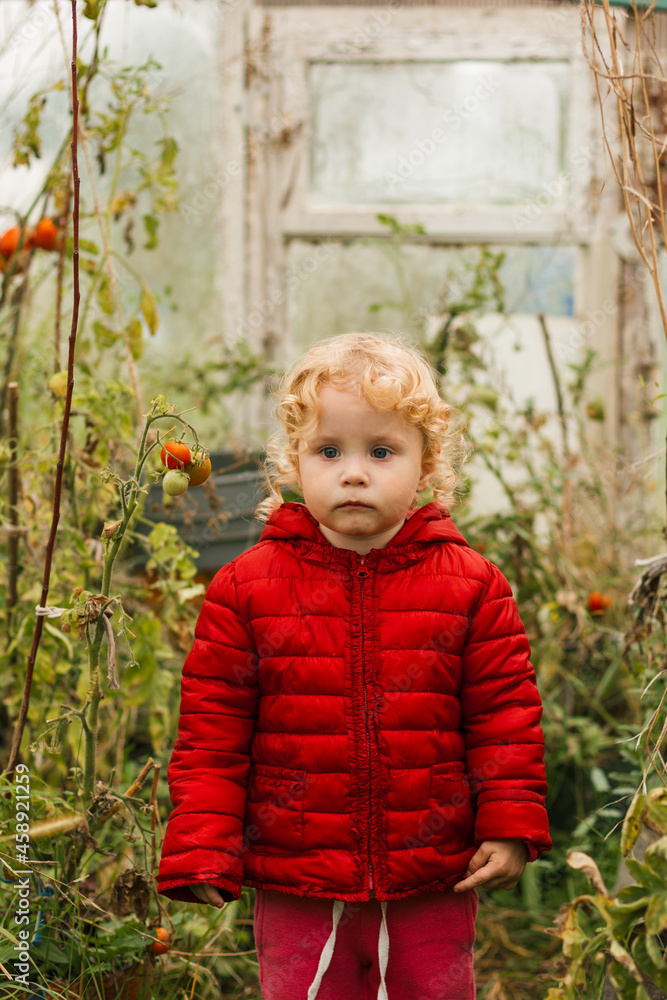 little girl in a red jacket walks in a greenhouse with tomatoes