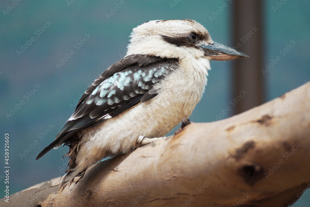 isolated kookaburra bird on a tree branch isolated kookaburra bird on a tree branch