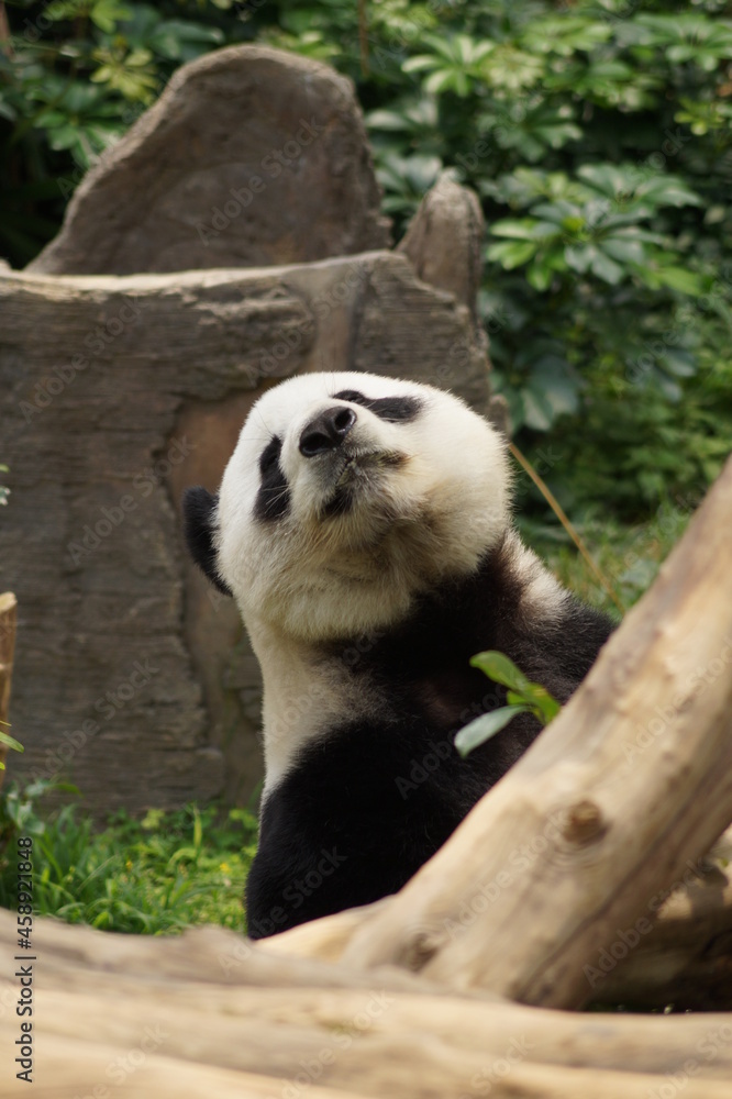 Fototapeta premium curious panda behind a tree branch
