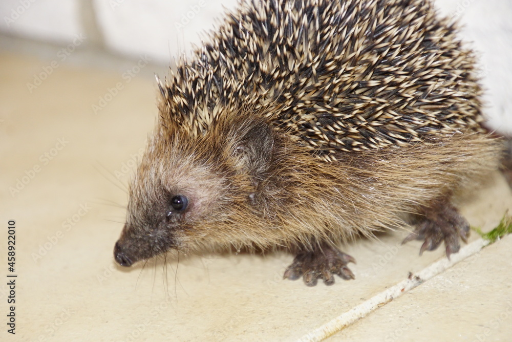 Obraz premium Junger Igel