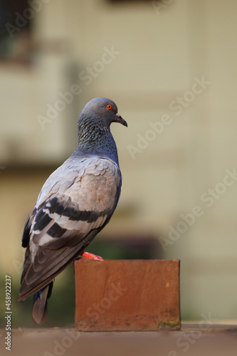 red eyed isolated pigeon with blur back ground