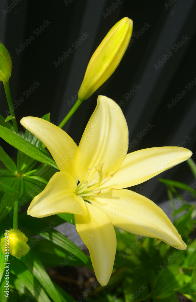 Fototapeta premium yellow Lily flower on green leaves background.