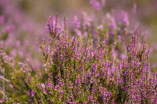 Blooming heather in National Park Maasduinen in the Netherlands © Mira Drozdowski