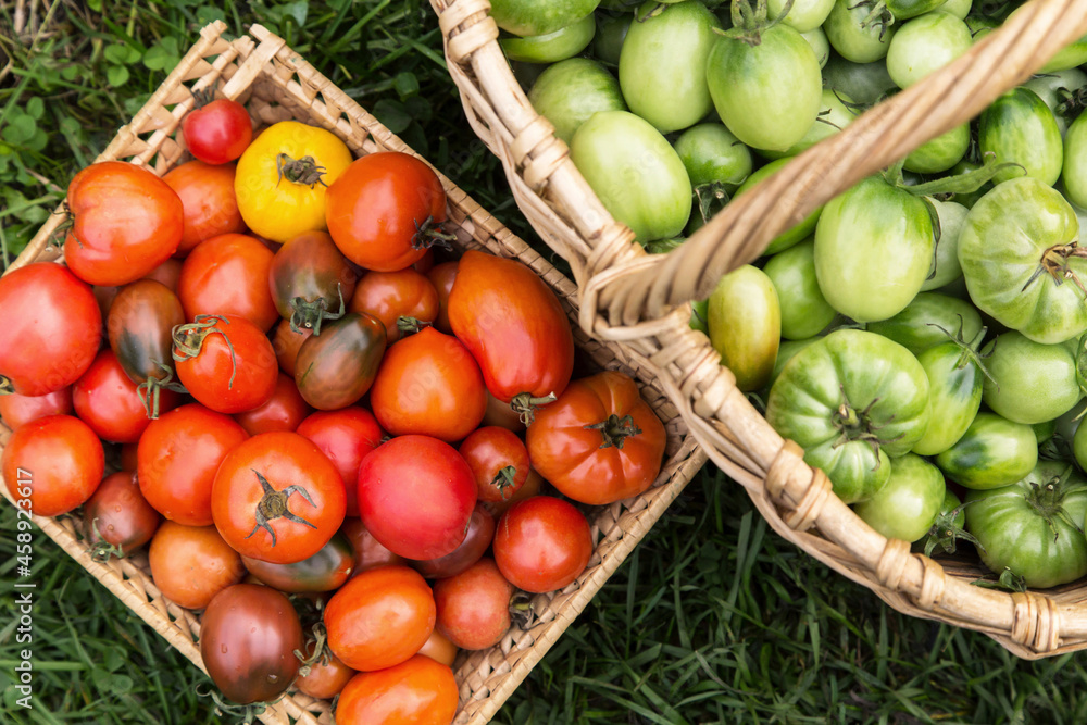 Freshly harvested colorful red green yellow tomato in basket in garden, top view. Organic tomatoes, autumn vegetables, fall harvest Freshly harvested colorful red green yellow tomato in basket in garden, top view. Organic tomatoes, autumn vegetables, fall harvest