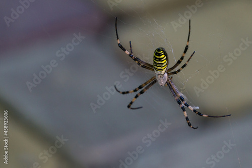 Big Wasp spider (Argiope bruennichi) on web. Beautiful striped Wasp Spider on blurred background. © MarinoDenisenko
