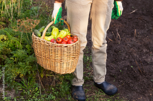 Freshly harvested colorful tomato, pepper and cucumber in wicker basket in farmer hands. Autumn fall organic vegetables harvest in garden © Viktor Iden