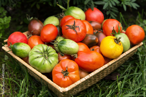 Freshly harvested colorful red green yellow tomato in grass in garden. Organic tomatoes, autumn vegetables, fall harvest