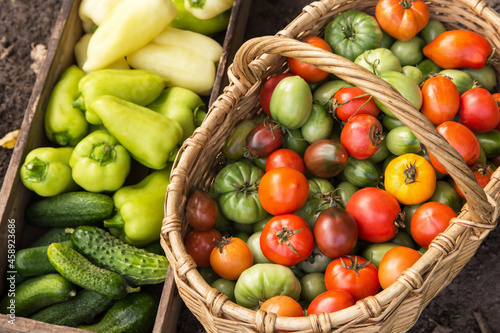 Organic autumn vegetables  fall harvest in garden. Freshly harvested colorful tomato  pepper and cucumber in basket and wooden box close up