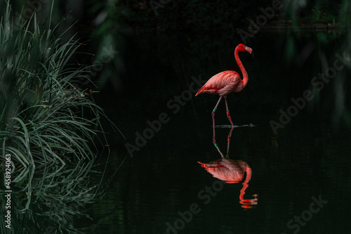 Flamingo in reflecting water with dark background