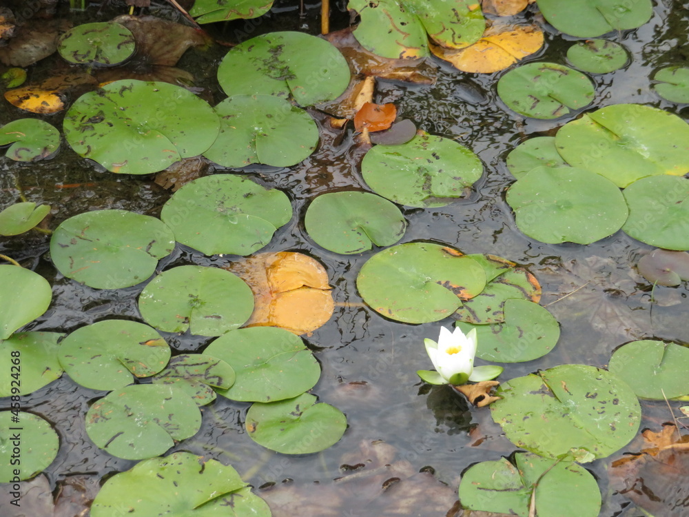 life in the lake water lily water flower plants life in the lake water lily water flower plants
