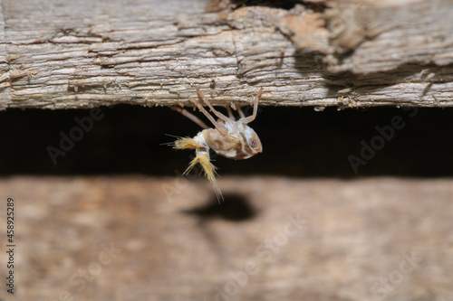 natural Passionvine hopper insect macro photo photo