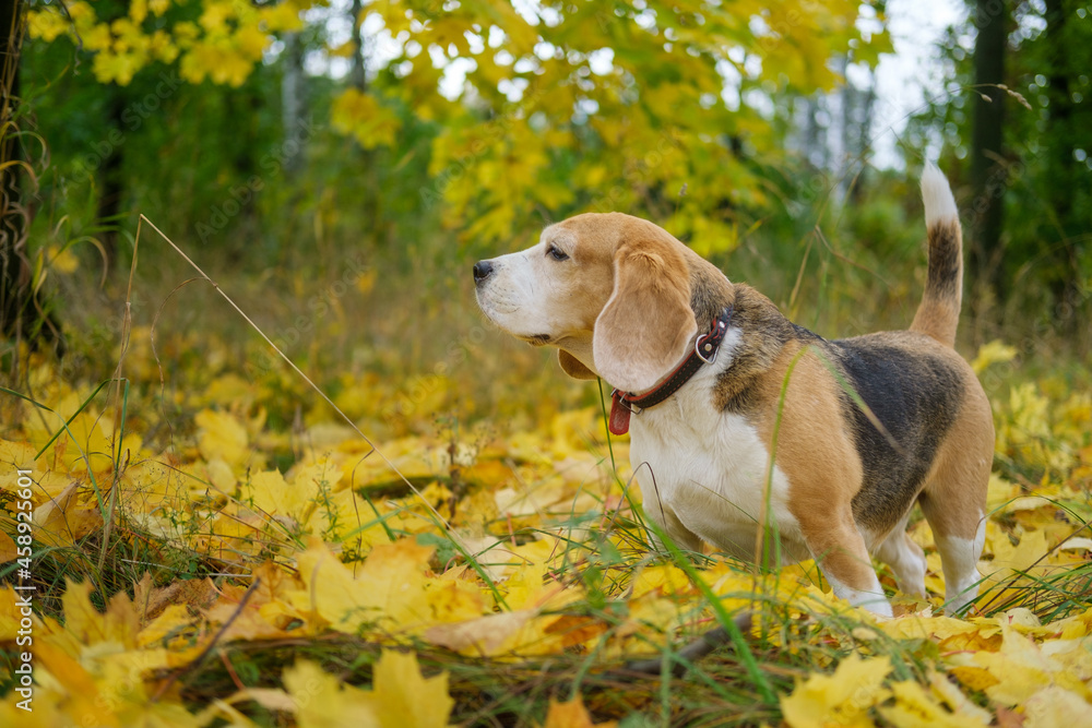 a beagle dog on a walk in an autumn park against the background of yellow foliage