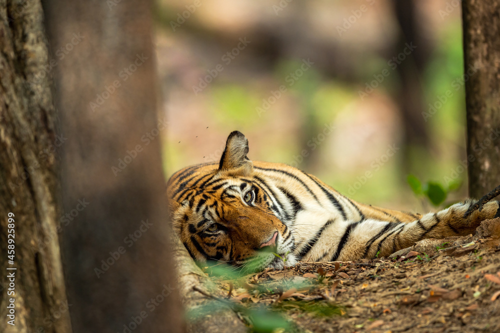 wild royal bengal male tiger portrait with eye contact in outdoor wildlife safari at bandhavgarh national park or tiger reserve madhya pradesh india - panthera tigris tigris wild royal bengal male tiger portrait with eye contact in outdoor wildlife safari at bandhavgarh national park or tiger reserve madhya pradesh india - panthera tigris tigris