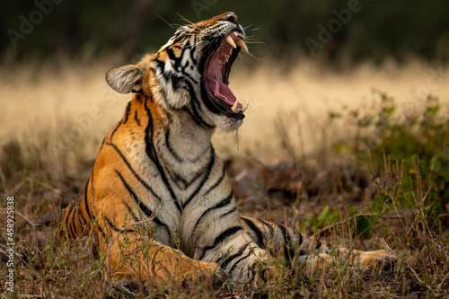 angry wild royal bengal female tiger yawing with long canines in cold winter season during outdoor wildlife safari at forest of central india - panthera tigris tigris photo