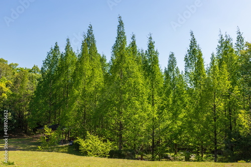 Green Metasequoia forest , kagawa, Shikoku, Japan	 photo