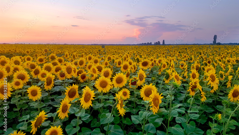 Obraz premium sunflower field in the morning