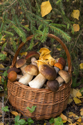 Edible different mushrooms porcini boletus in wicker basket in autumn fall forest with yellow leaves in nature close up