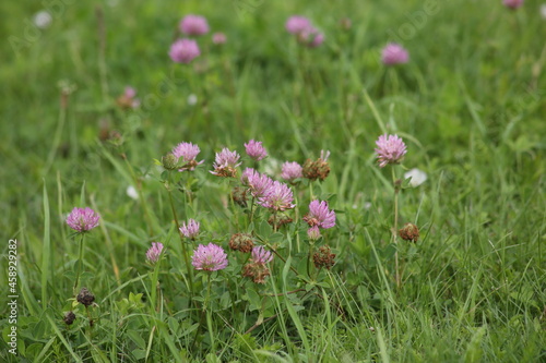 Bumblebee sits on pink clover flower on green grass background close up, bumble bee on blooming purple clover on sunny day macro, spring or summer season nature, yellow bee eating flower nectar. High