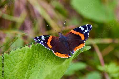 a beautiful butterfly sitting on a plant on a sunny summer day