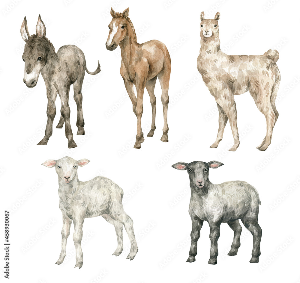 Watercolor set with cute farm animals. Domestic creature. Horse, llama, sheep, donkey