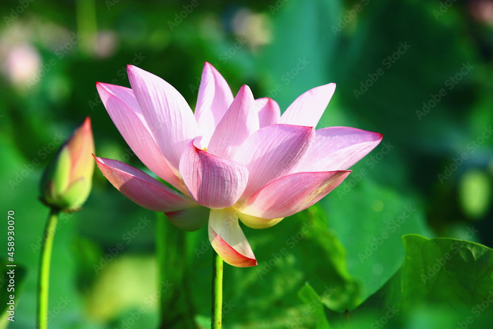 Lotus flower close-up,beautiful pink lotus flower and bud blooming in the pond in summer