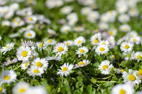 white daisies in the grass in the garden