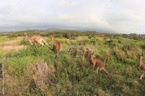 Φωτογραφία mob of kangaroos jumping and standing in a field. Australia