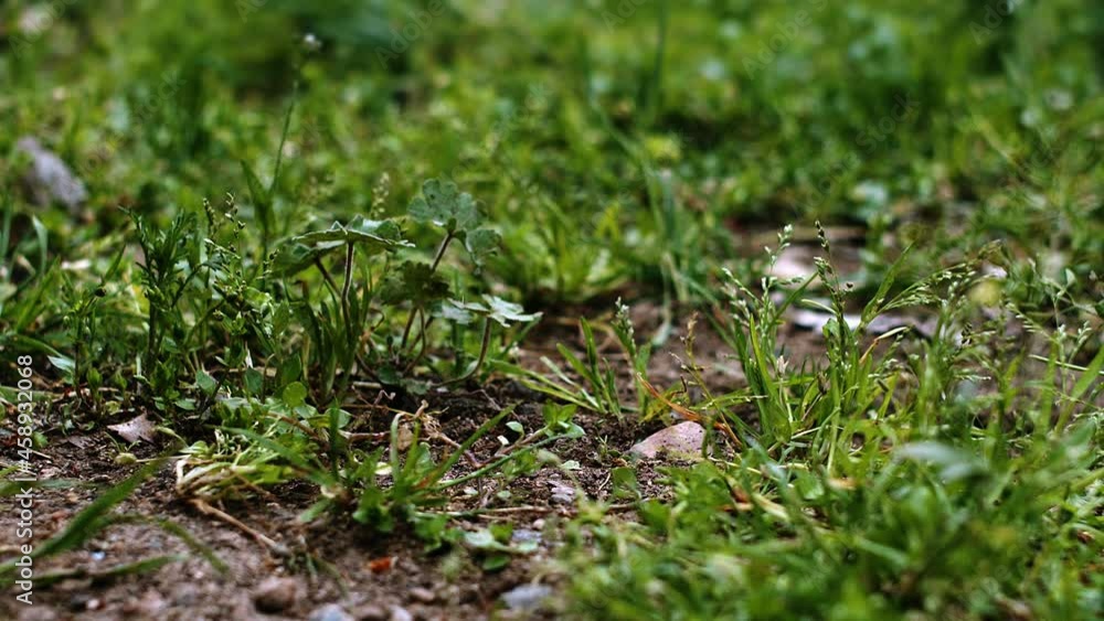 Start of rain on grass. Start of rain on grass.