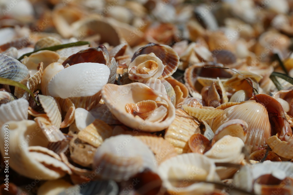 Close-up seashells beach at Azov sea, known as Arabat Spit, Crimea