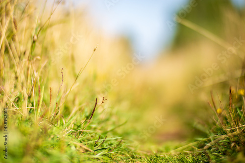 Green grass at the edge of a country road. Strong blurry background. Copy space
