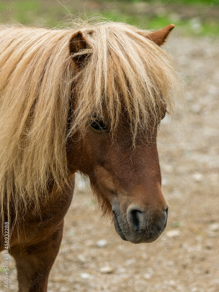 Pony with blond mane portrait