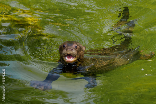 Screaming young giant otter in the water

