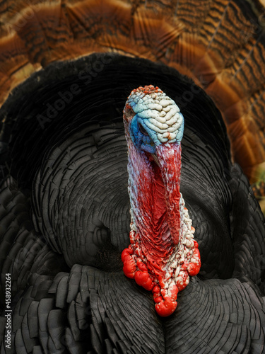 Wild turkey portrait closeup