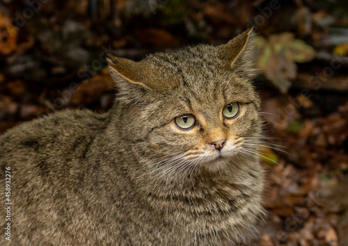 Wildcat closeup portrait in autumn leaves