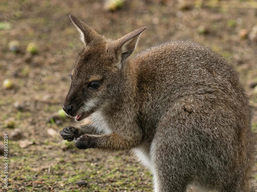 Little red-necked wallaby or Bennett's wallaby photo