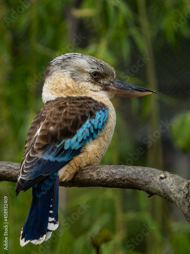 Photos Blue-winged kookaburra on the branch