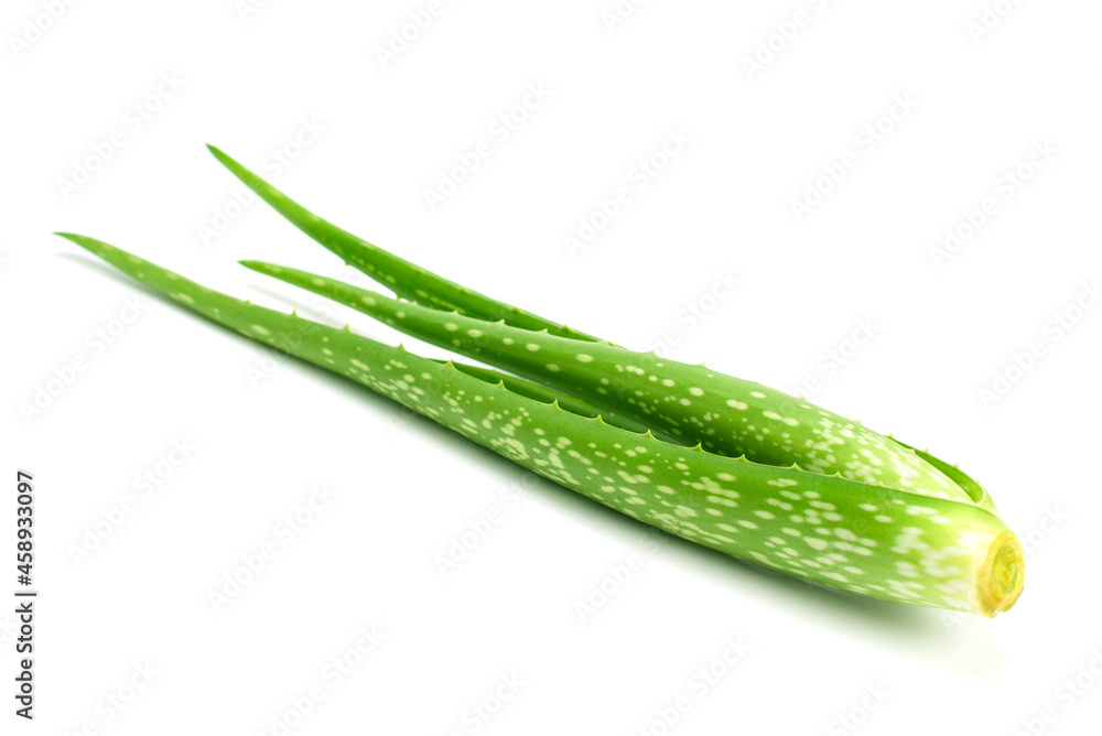 Aloe vera plant isolated on white background Aloe vera plant isolated on white background