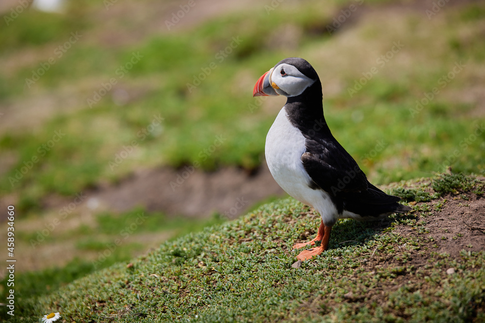 puffin standing on a rock cliff . fratercula arctica puffin standing on a rock cliff . fratercula arctica