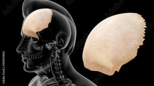 Canvastavla Human frontal lobe anatomy 3d illustration
