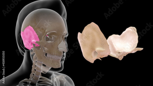 Fotografie The temporal bone contributes to the lower lateral walls of the skull
