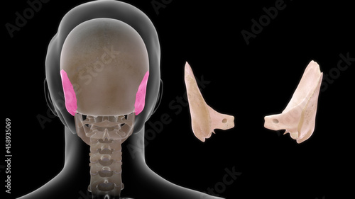 The temporal bone contributes to the lower lateral walls of the skull. It contains the middle and inner portions of the ear, and is crossed by the majority