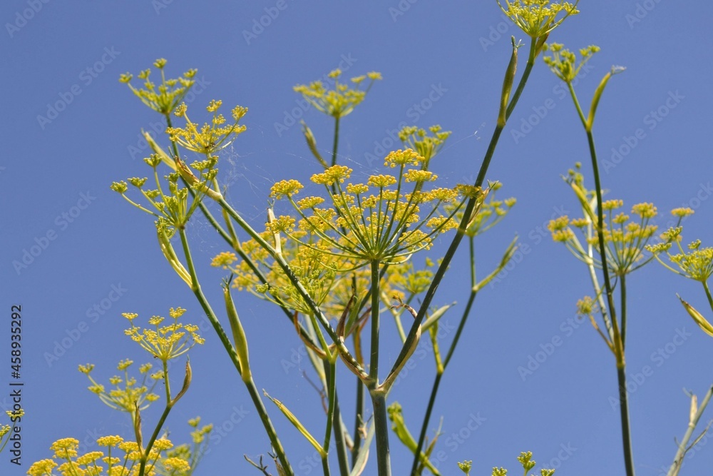 Foeniculum vulgare Mill. Foeniculum vulgare Mill.