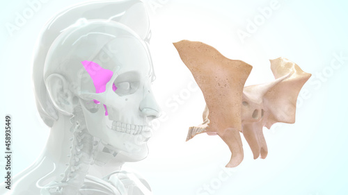 Fototapeta Naklejka Na Ścianę i Meble -  human sphenoid bone anatomy 3d illustration