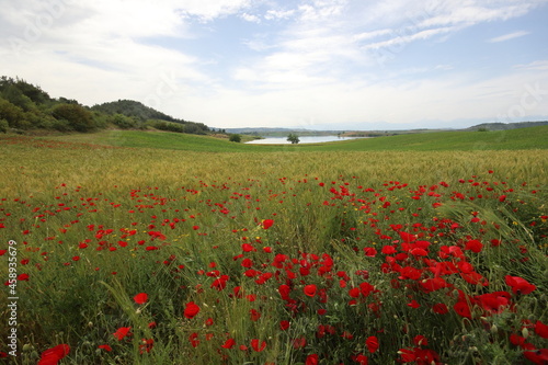 Poppies