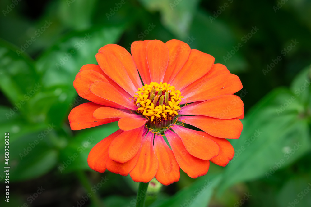 Red daisy flower in spring with green leaf in the background. Red daisy flower in spring with green leaf in the background.
