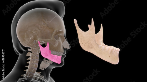 Obraz na płótnie human mandible anatomy 3d illustration