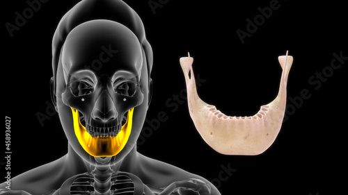 Fotografie human mandible anatomy 3d illustration