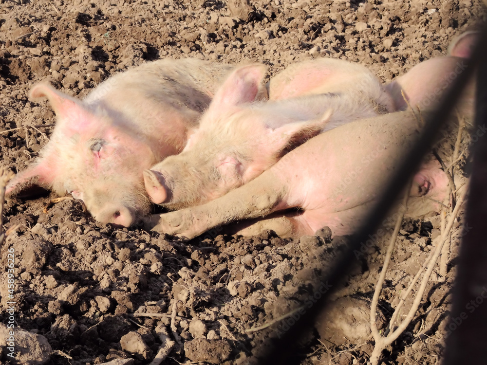 Three Fat Chums Resting in a Field Three Fat Chums Resting in a Field