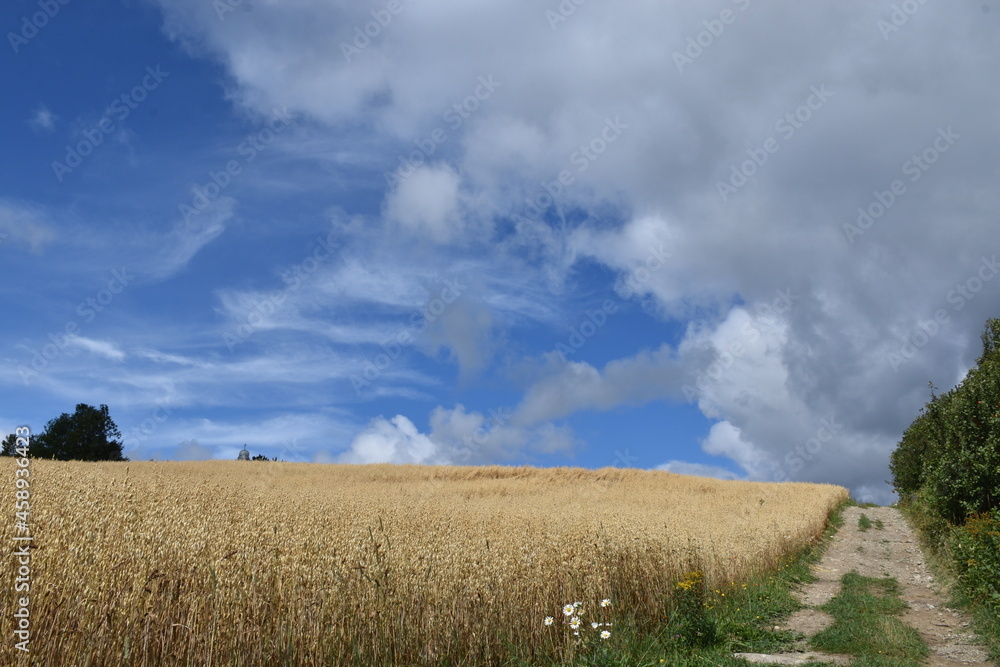 Fototapeta premium A field of oats under a blue sky, Sainte-Apolline, Québec, Canada