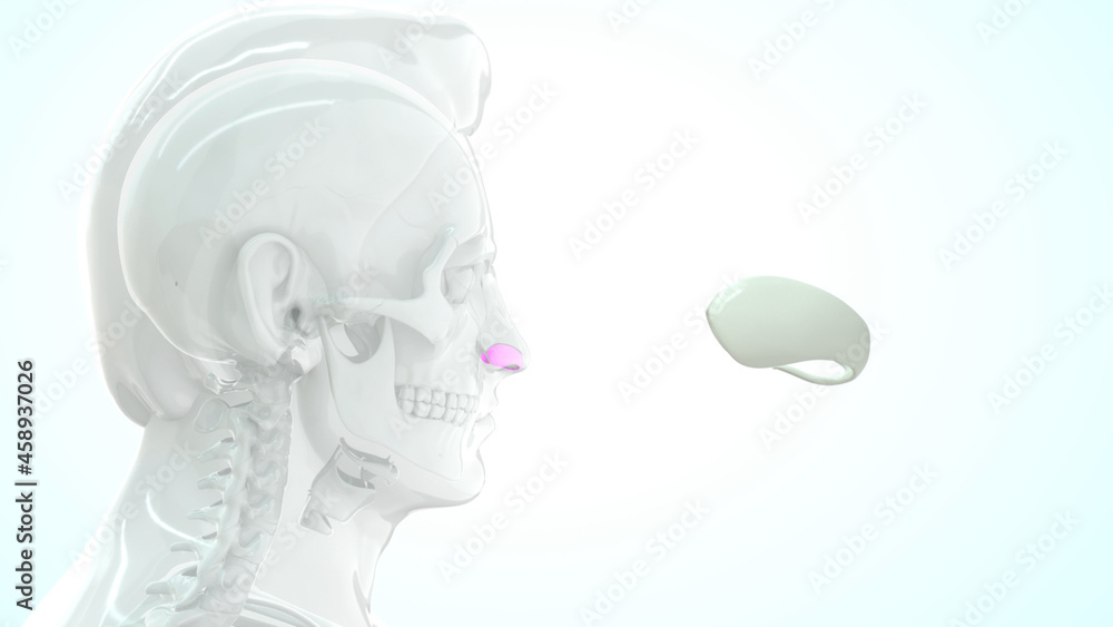 human greater alar cartilage bone anatomy 3d illustration human greater alar cartilage bone anatomy 3d illustration